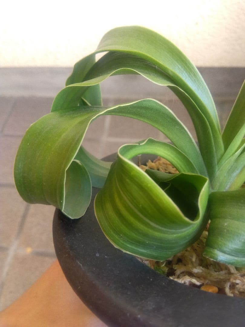 万年青　オモト　獅子　白覆輪斑　4.5号陶器鉢つき　か