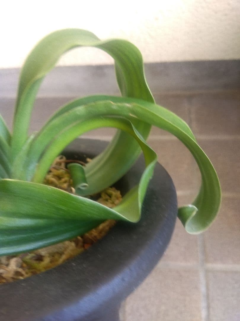 万年青　オモト　獅子　白覆輪斑　4.5号陶器鉢つき　か