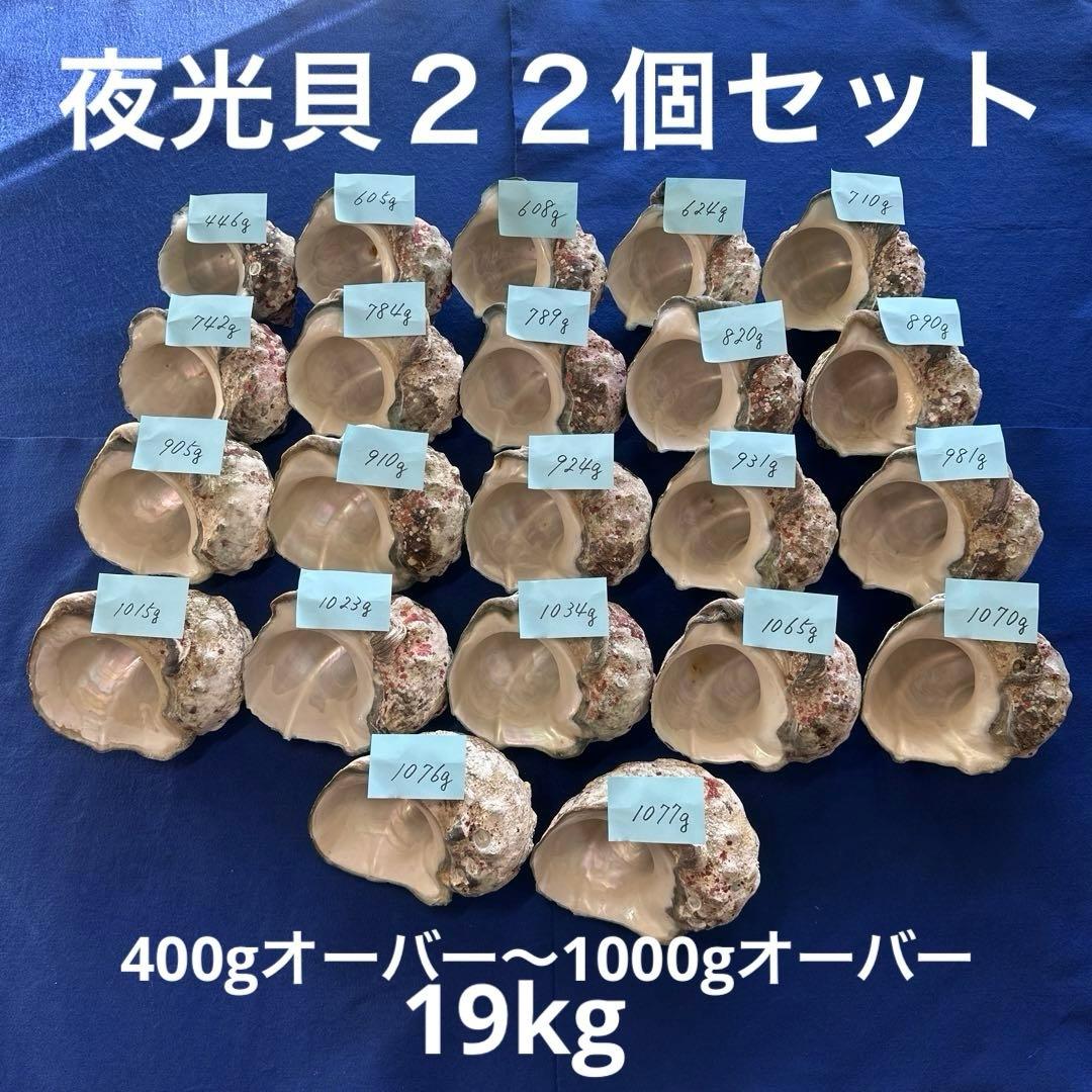 夜光貝　ヤコウ貝　まとめ売り　22個　19kg アクセサリー　ルアー