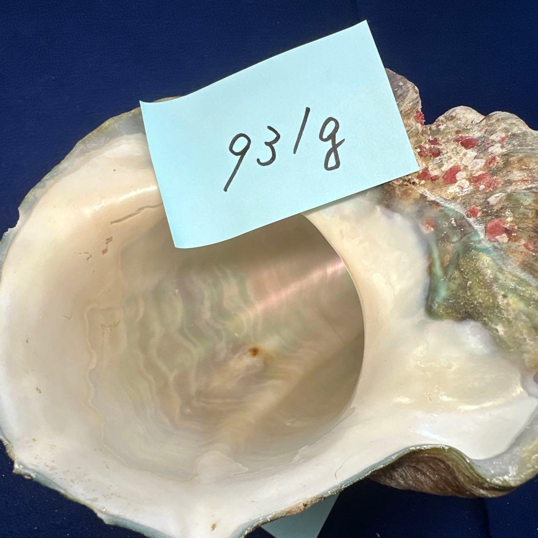 夜光貝　ヤコウ貝　まとめ売り　22個　19kg アクセサリー　ルアー