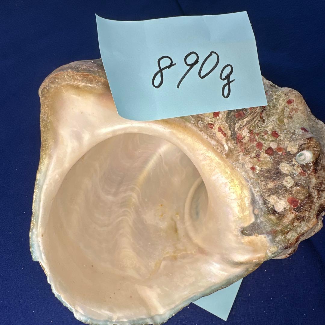 夜光貝　ヤコウ貝　まとめ売り　22個　19kg アクセサリー　ルアー