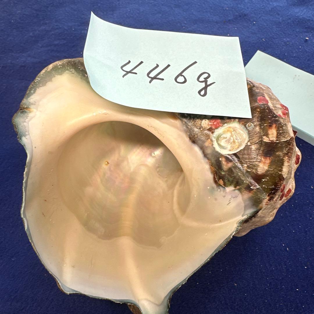 夜光貝　ヤコウ貝　まとめ売り　22個　19kg アクセサリー　ルアー