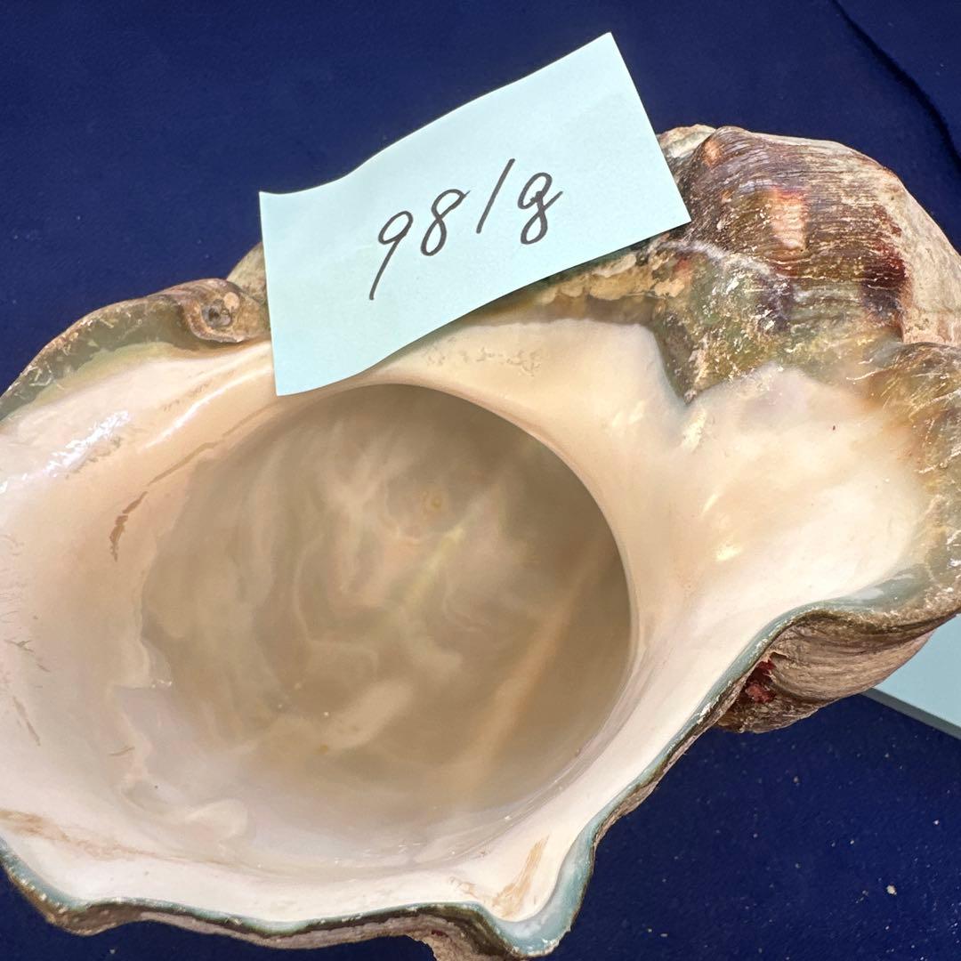 夜光貝　ヤコウ貝　まとめ売り　22個　19kg アクセサリー　ルアー