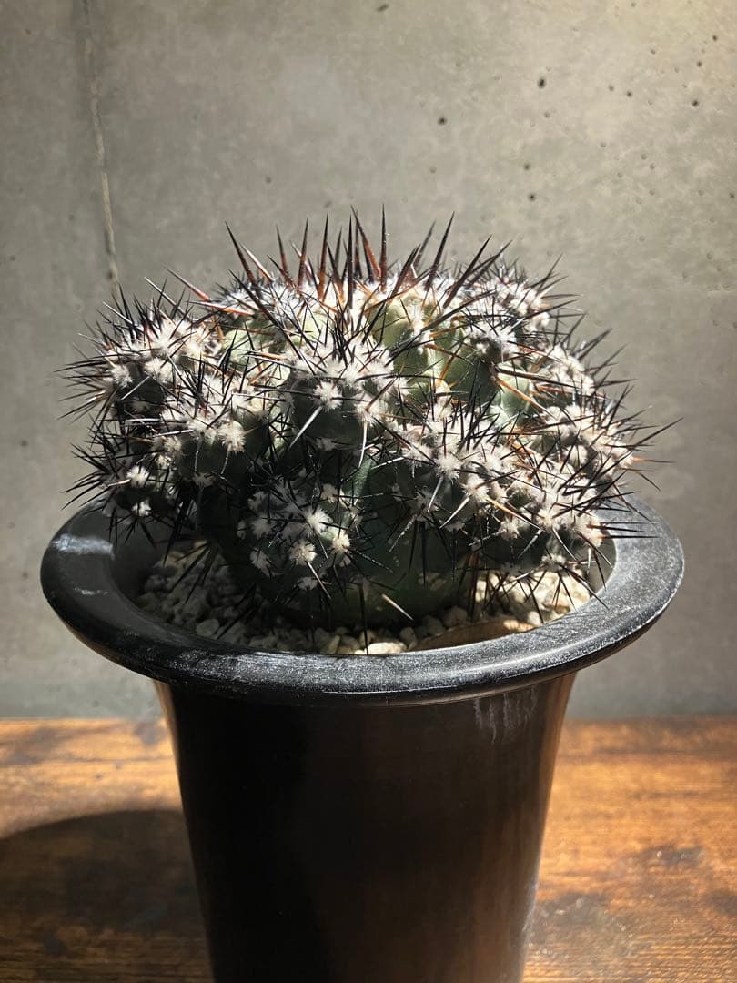 【仔株多数】コピアポア　シネレア　黒王丸　隆台付