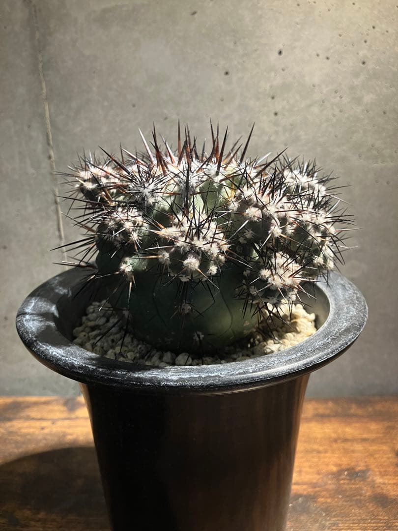 【仔株多数】コピアポア　シネレア　黒王丸　隆台付