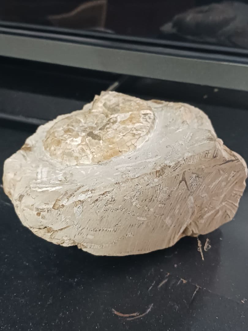 アンモナイト化石の置物