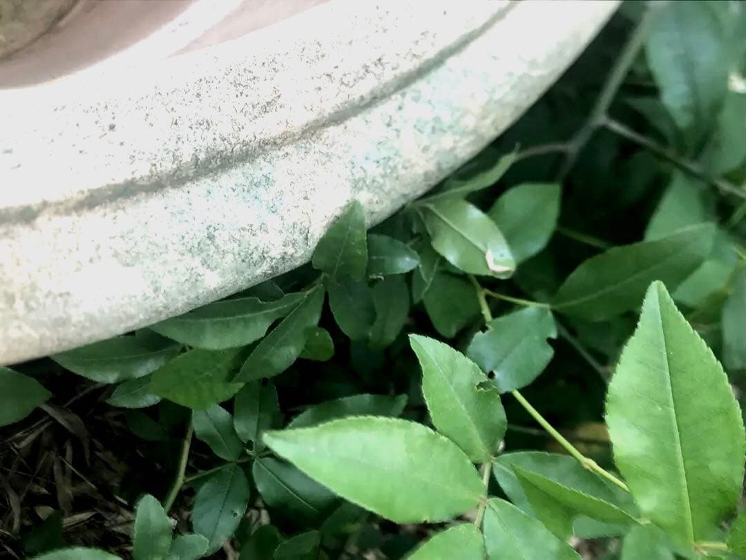 状態のよいアンティーク特大植木鉢　　 　シャビー感たっぷり❣️