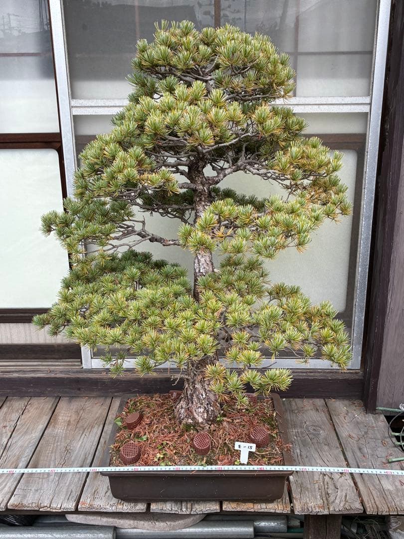 夜*き様 ★盆栽★ 赤石五葉松　E-15 樹齢100年以上　★愛媛県より発送★