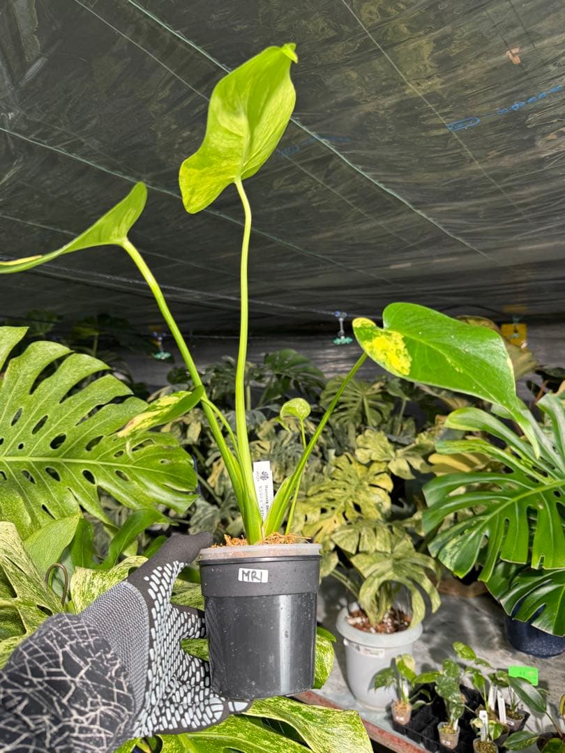 Mr1モンステラ　イエローマリリン　黄斑入り