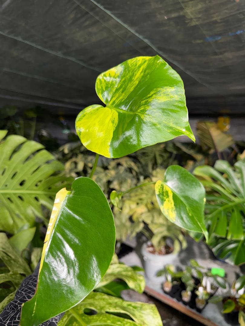 Mr1モンステラ　イエローマリリン　黄斑入り