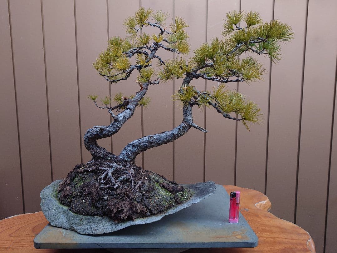 盆栽　五葉松　樹高43cm