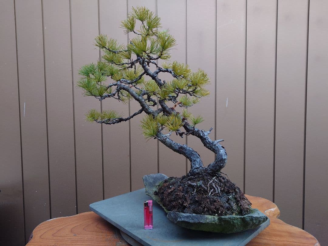 盆栽　五葉松　樹高43cm