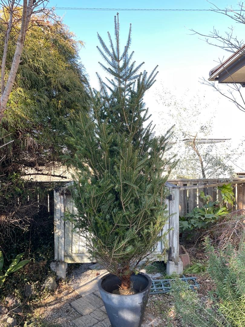 庭木　もみの木　ウラジロモミノキ　樹高約２８０センチ　引取り歓迎　久喜市　配達可