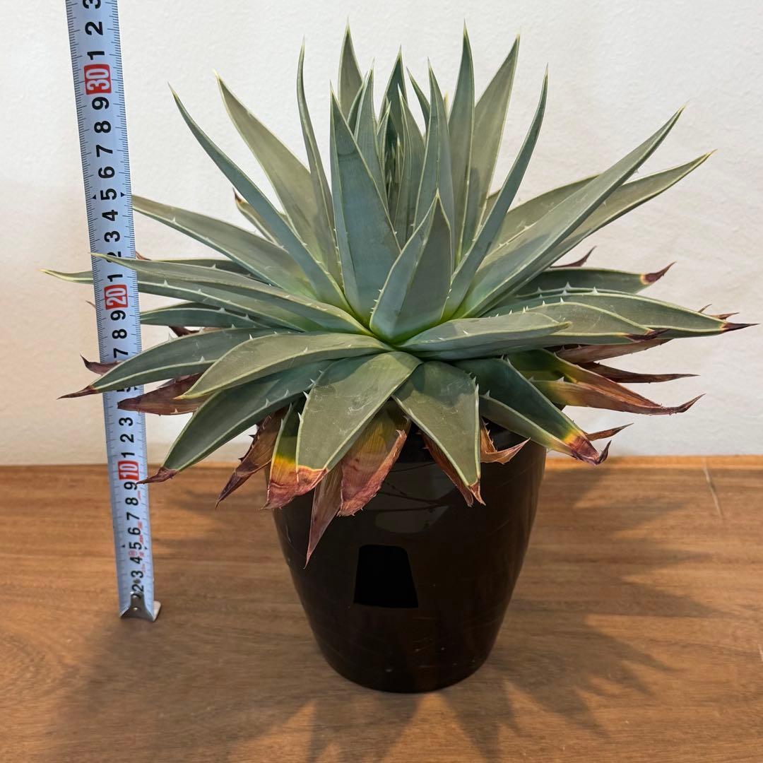 【美株】アロエ ポリフィラ 国内実生株 塊根植物 サボテン 多肉