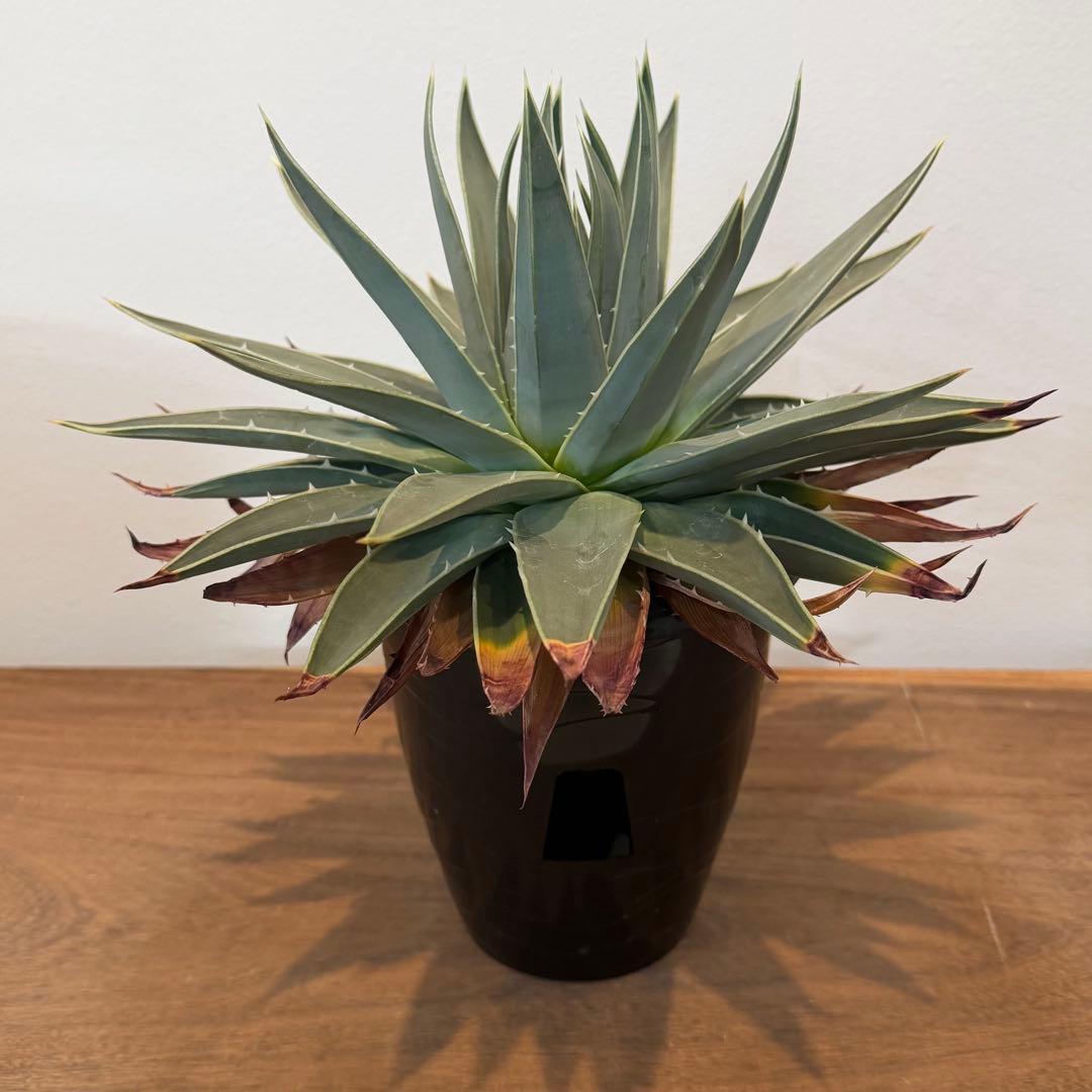 【美株】アロエ ポリフィラ 国内実生株 塊根植物 サボテン 多肉