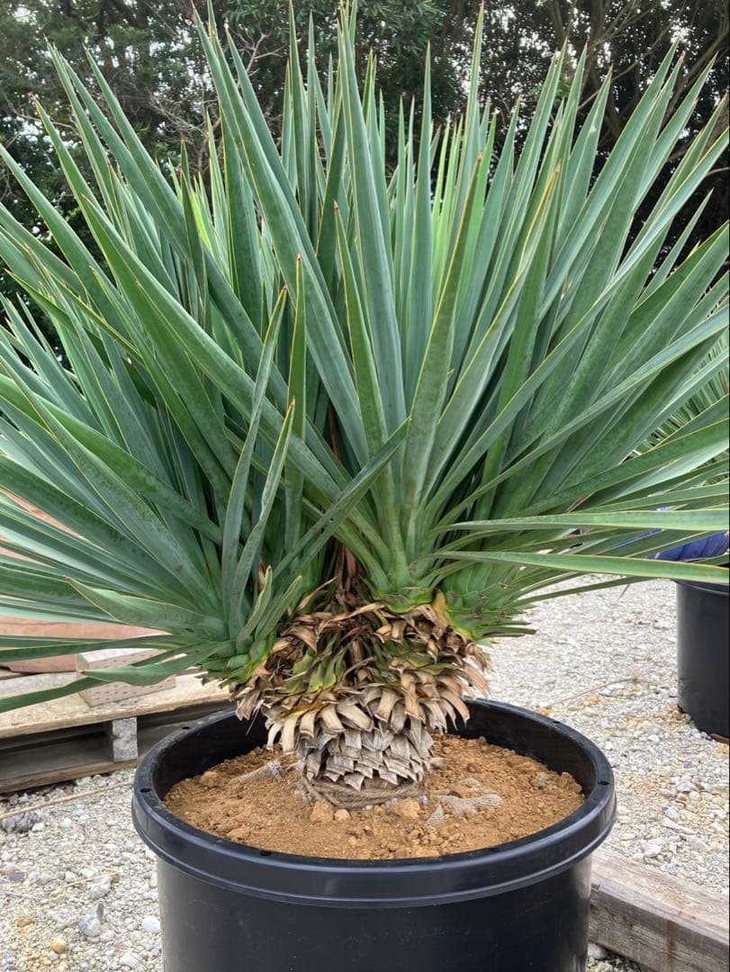 【超希少種】ユッカ・デグリナータ　#25098