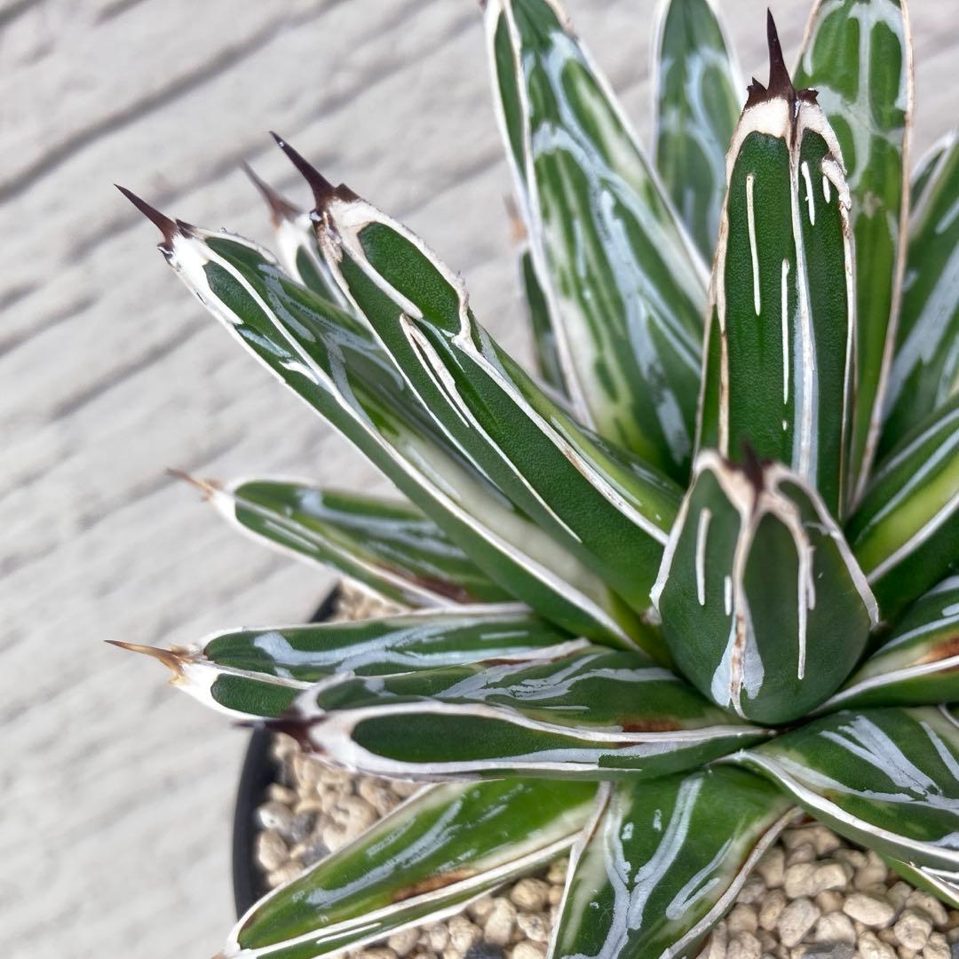 笹の雪　極氷山　アガベ　超美株