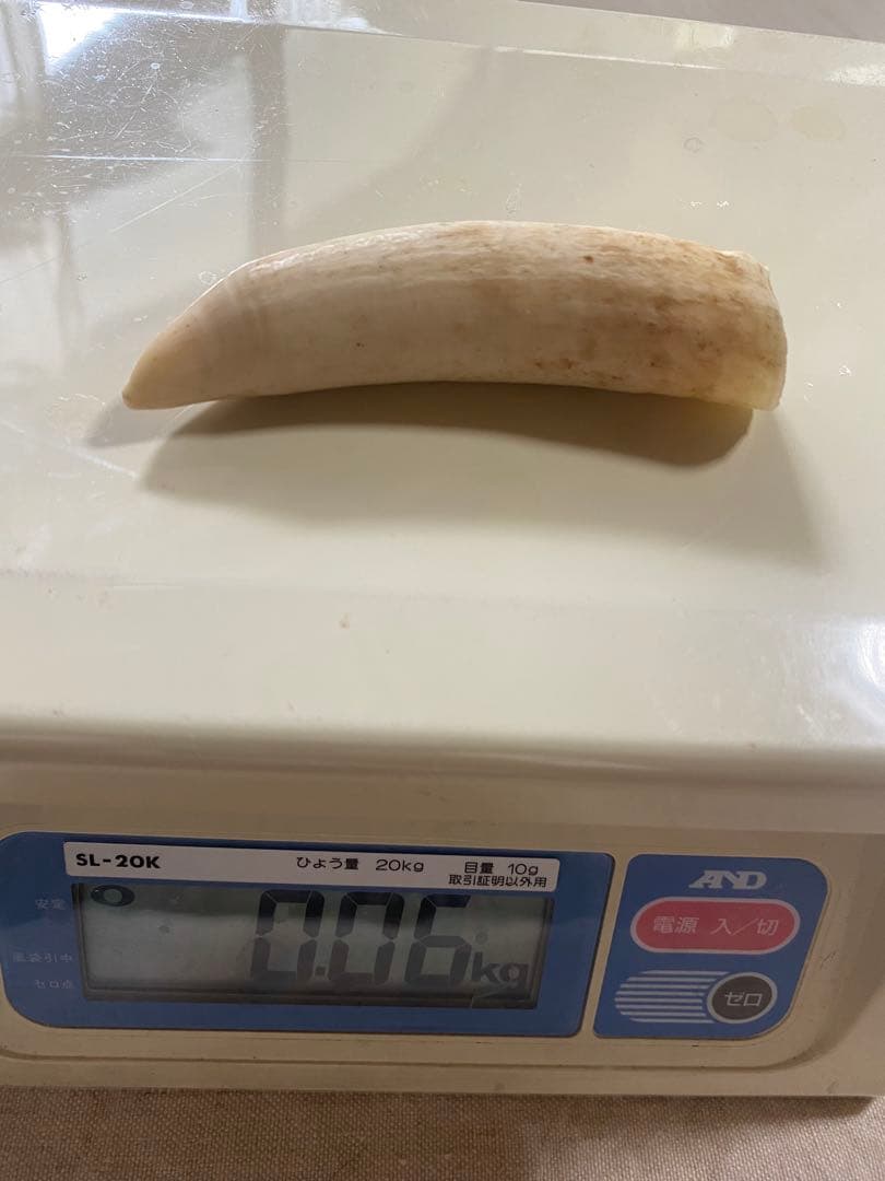 本日20時まで割引中◎マッコウクジラの歯(未加工)
