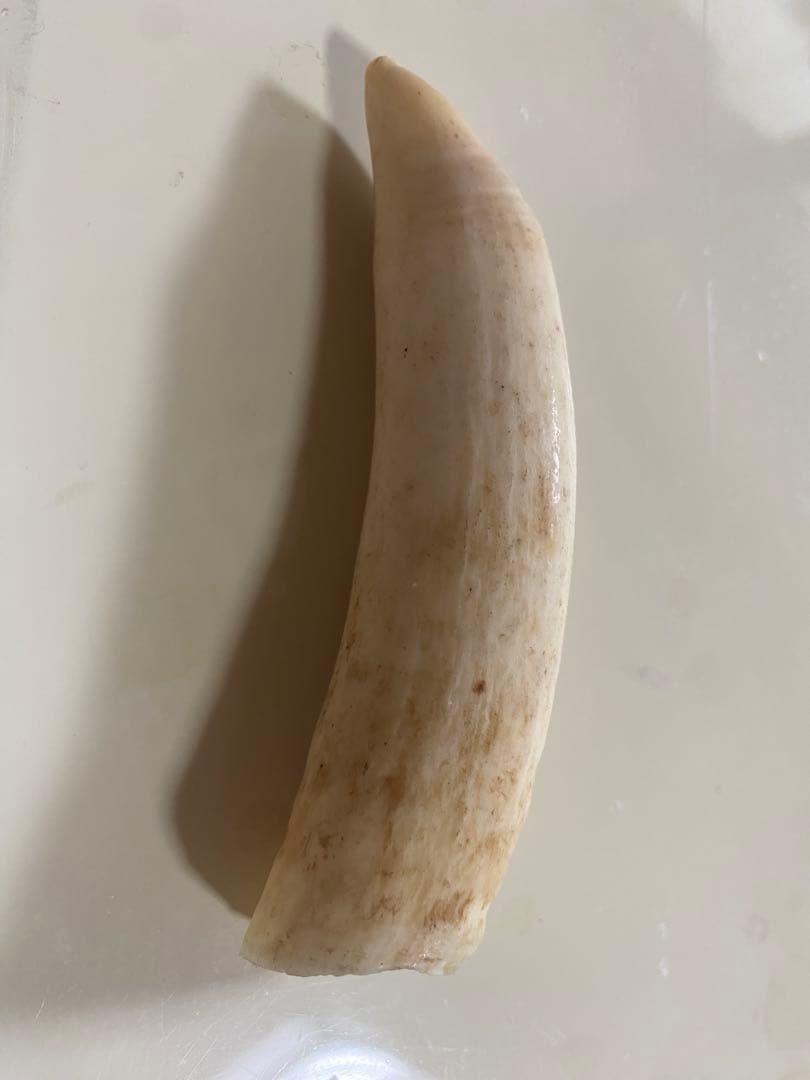 本日20時まで割引中◎マッコウクジラの歯(未加工)