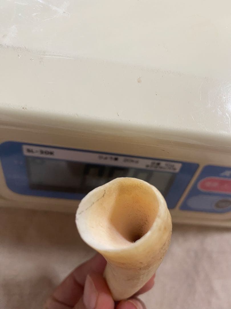 本日20時まで割引中◎マッコウクジラの歯(未加工)