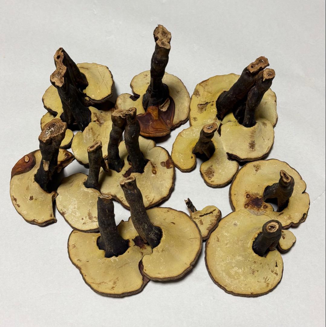 猿の腰掛け(乾燥)