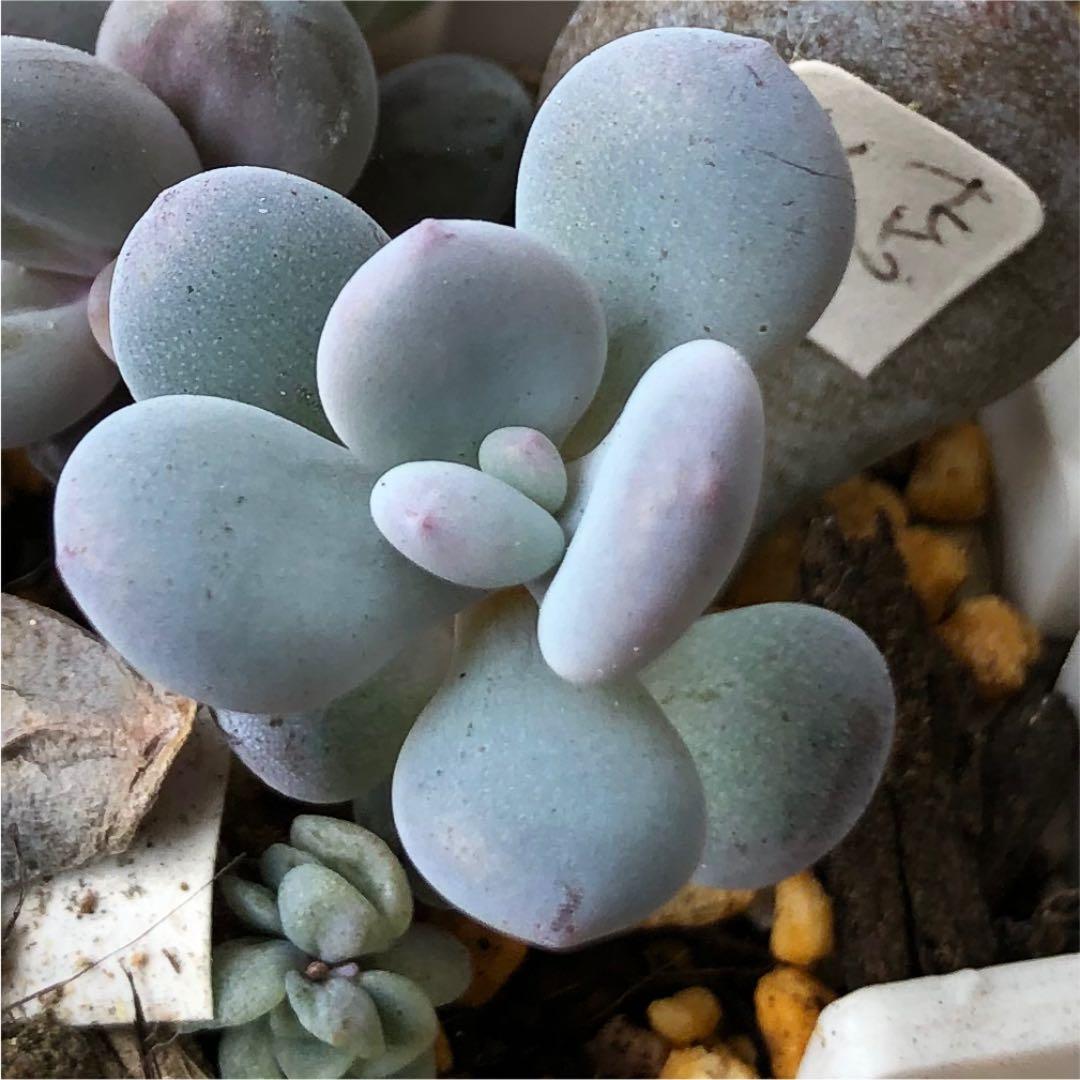 多肉植物^o^ 葉挿し赤ちゃん　ピンクシフォン