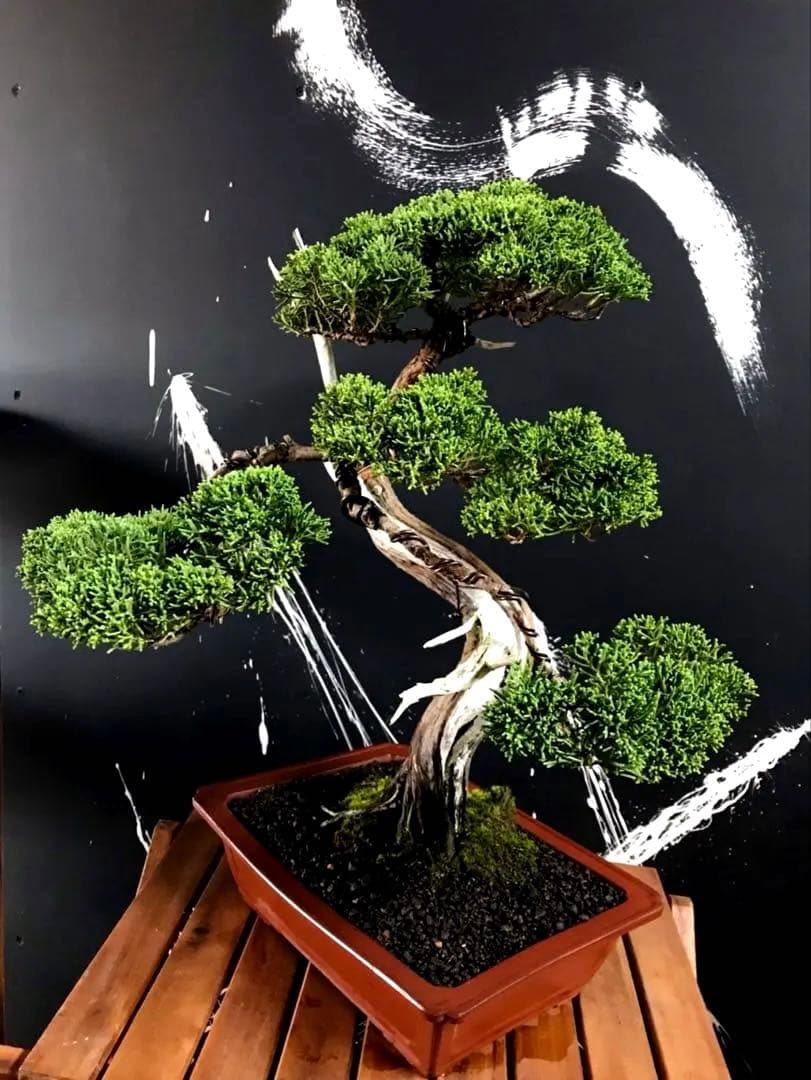 じゃぱ 糸魚川真柏盆栽 中品 ☆★イチオシ★☆