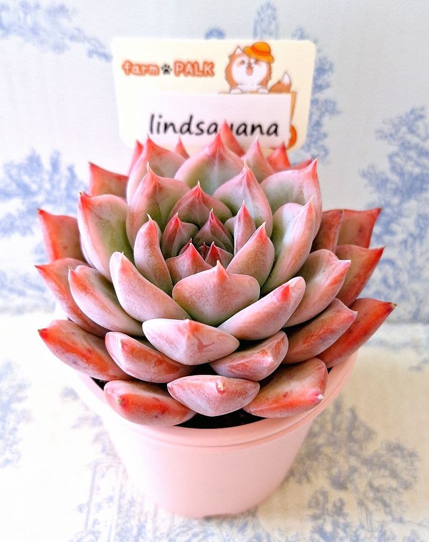 リンゼアナ札付きポットごとメルカリ便ファームパルクさん苗