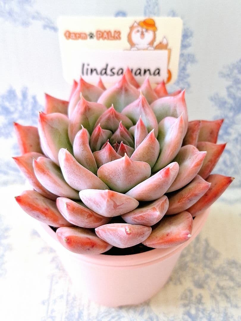 リンゼアナ札付きポットごとメルカリ便ファームパルクさん苗