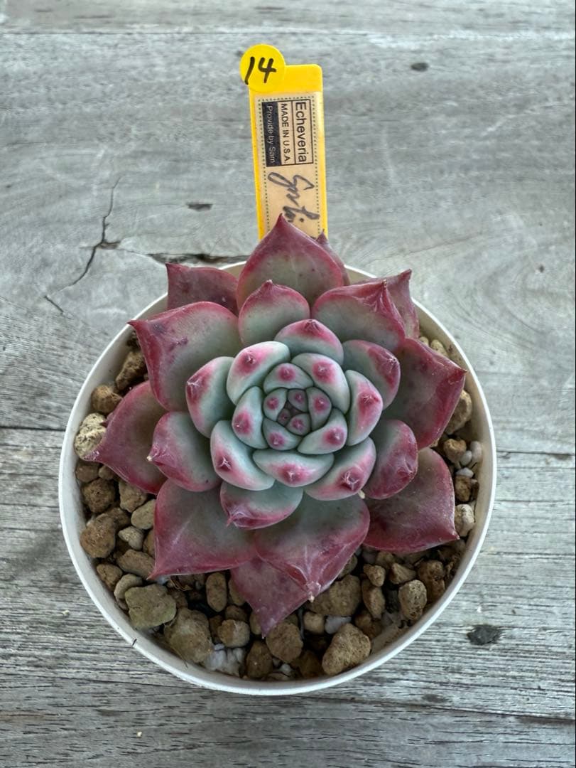 14 希少　SAMリンゼアナNo.6 カリフォルニア輸入　多肉植物