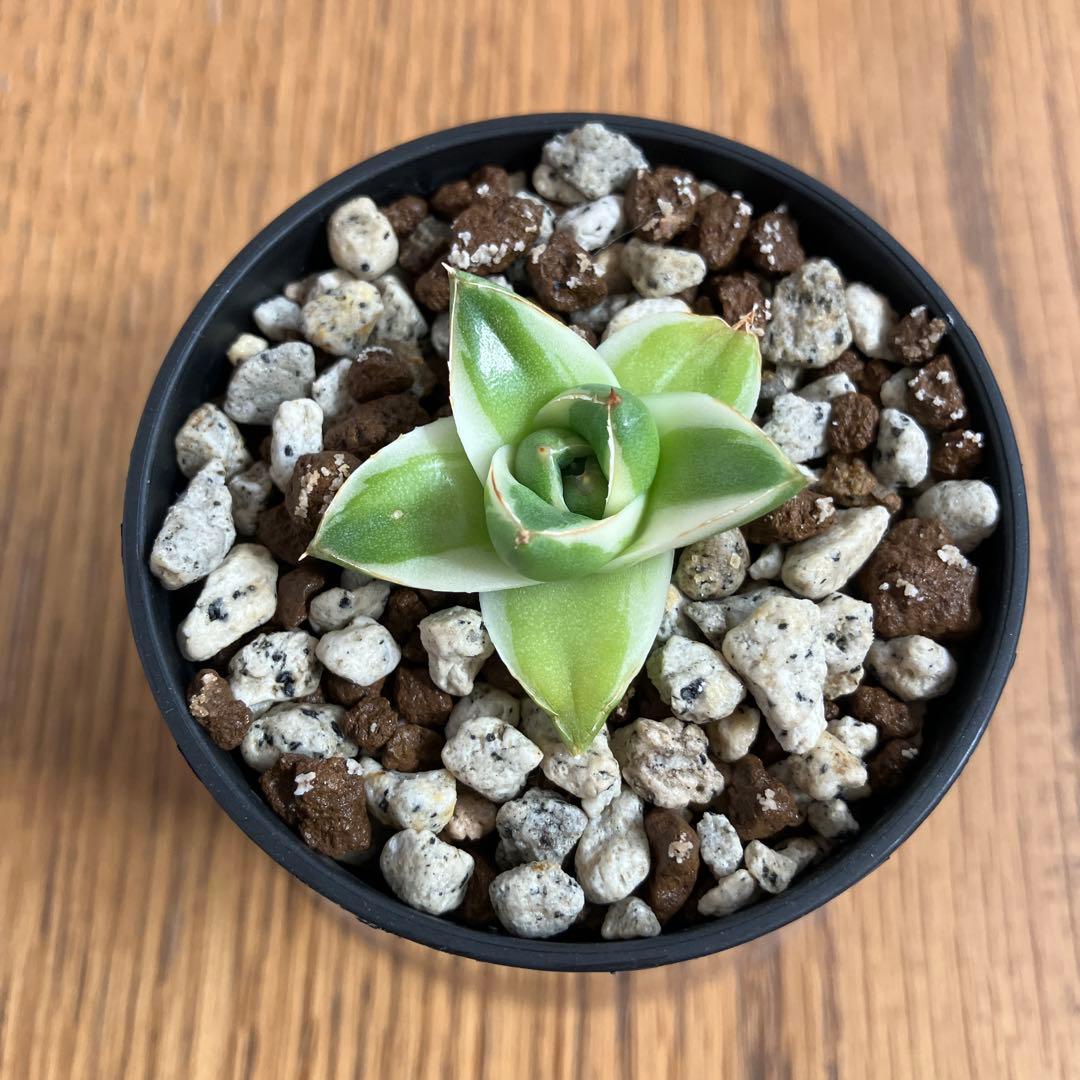 速達【鉢ごと発送】③特選　斑広め　アガべ　王妃笹の雪A型　ピンキー　白覆輪　TC