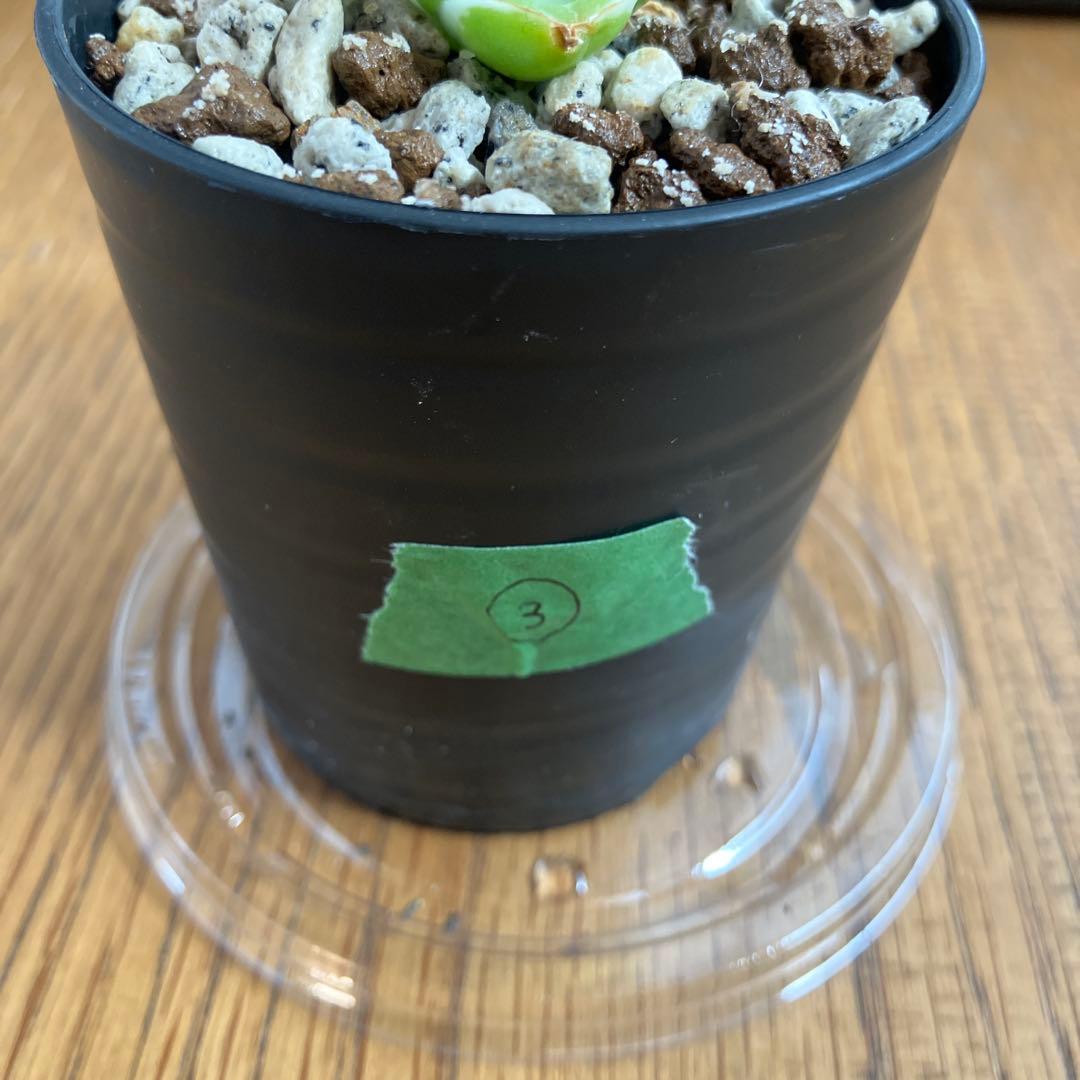 速達【鉢ごと発送】③特選　斑広め　アガべ　王妃笹の雪A型　ピンキー　白覆輪　TC