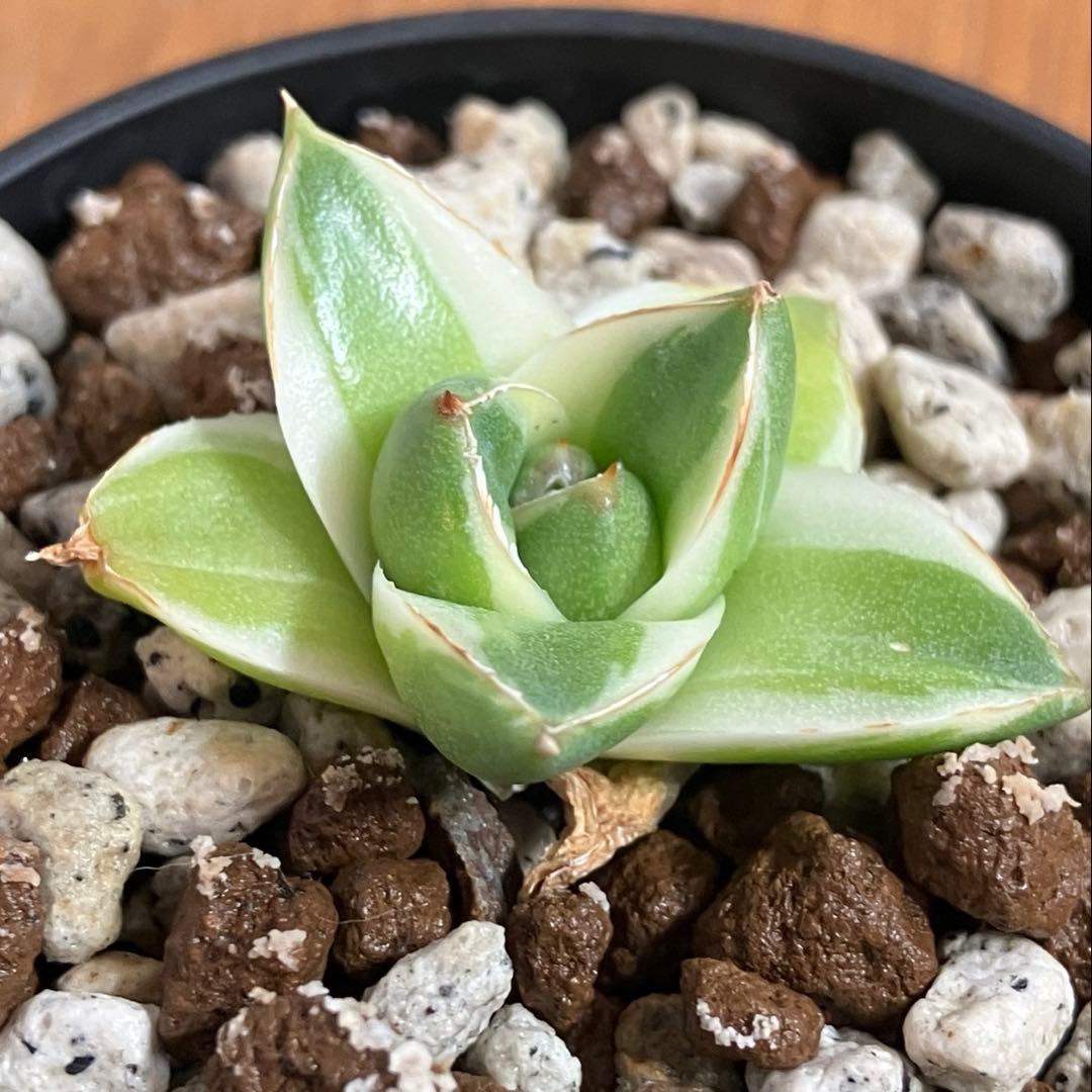 速達【鉢ごと発送】③特選　斑広め　アガべ　王妃笹の雪A型　ピンキー　白覆輪　TC