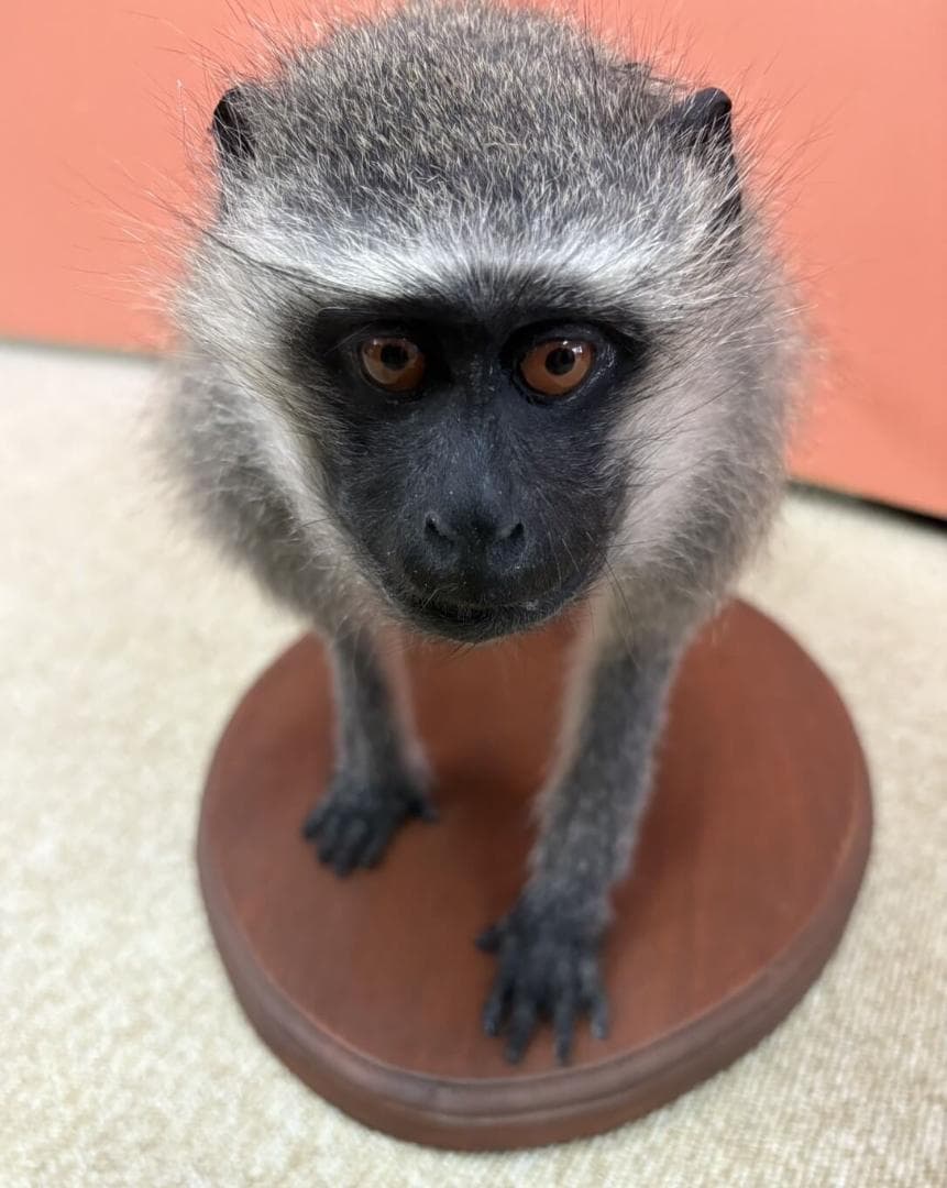 高品質　ベルベットモンキー 全身剥製 ★ A