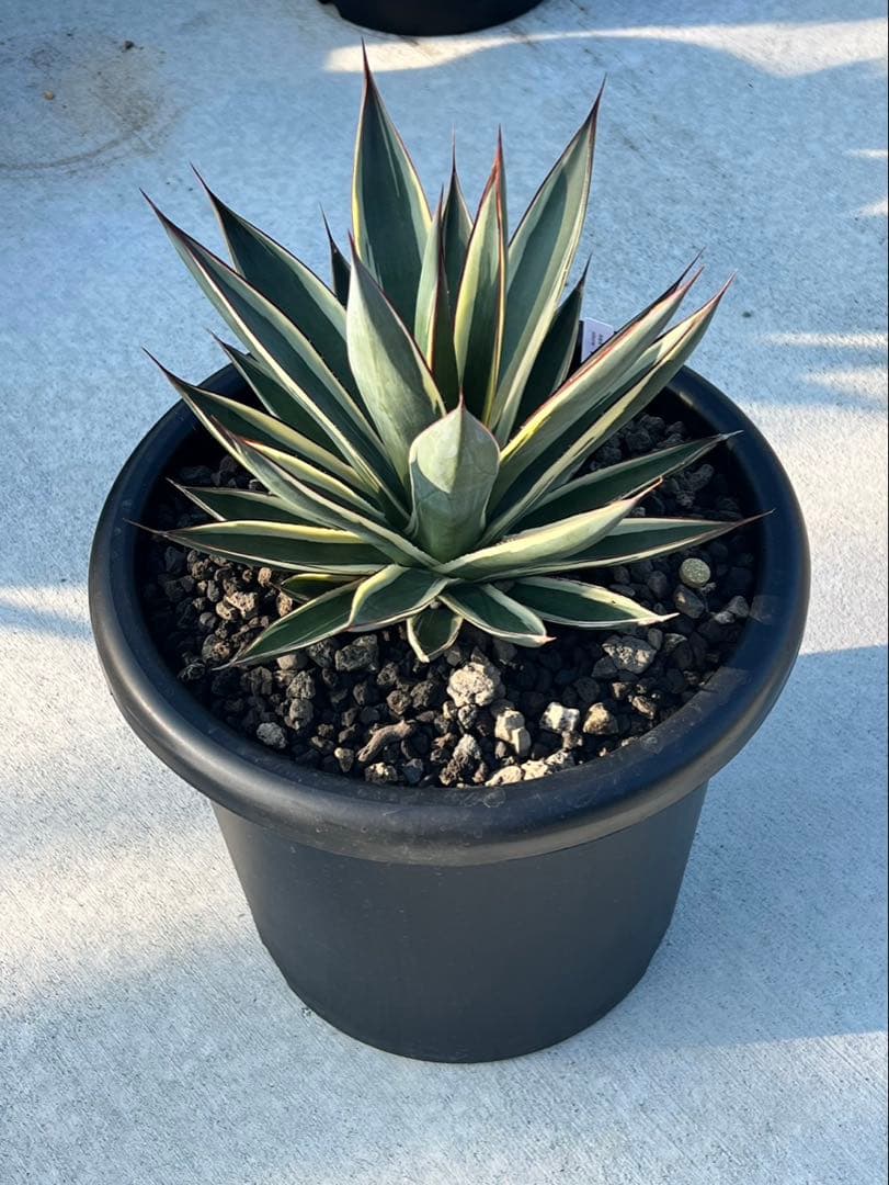 アガベ スノーグロー　10号鉢　直接引き取り限定