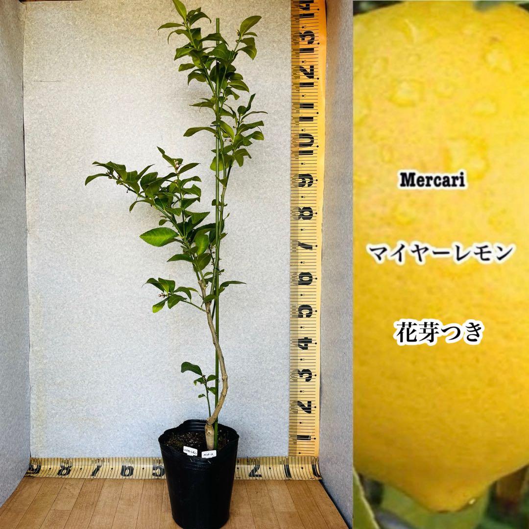 4年生　マイヤーレモン接木苗　樹高120センチ 6.5号ポット　撮影品お届け