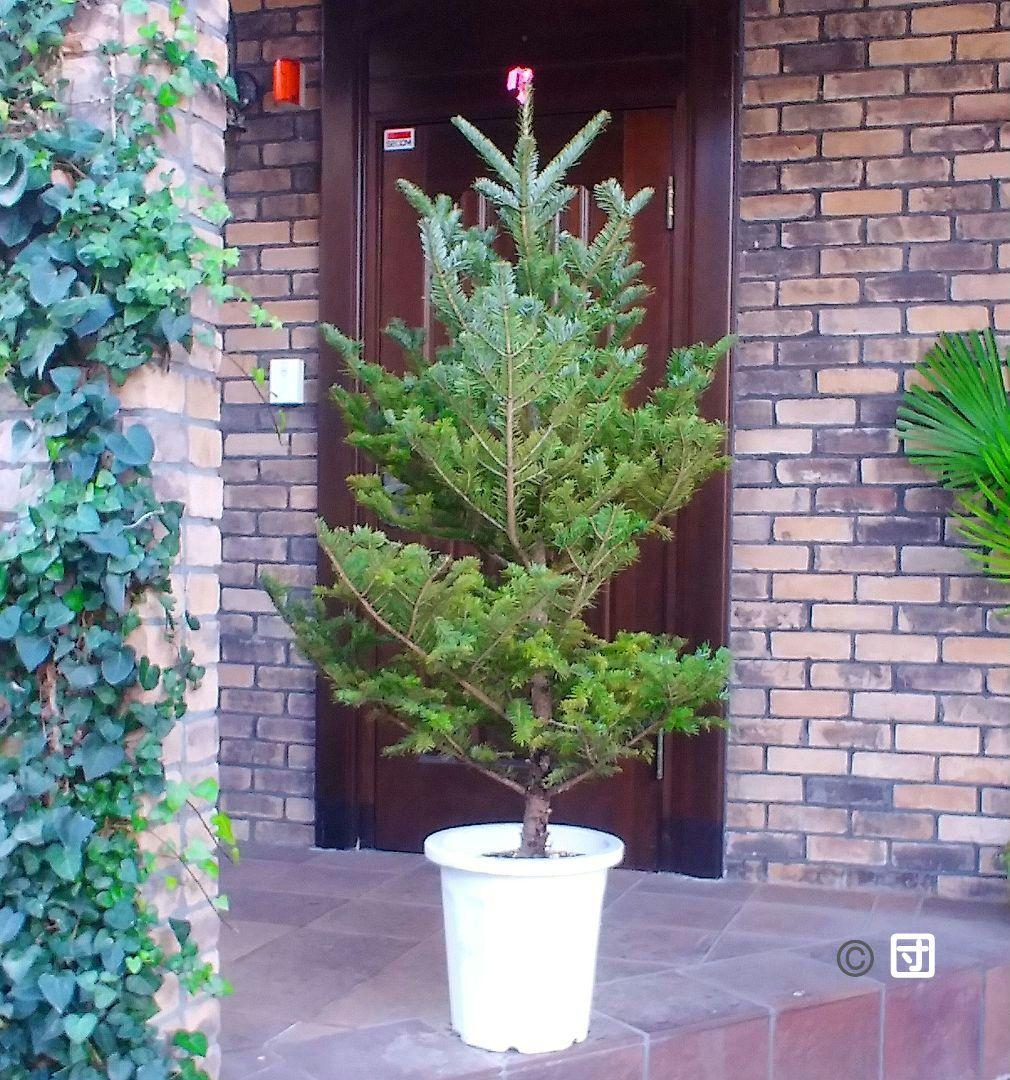もみの木 モミの木 苗木 大型175cm❗整った樹形❗クリスマスツリー 鉢植済