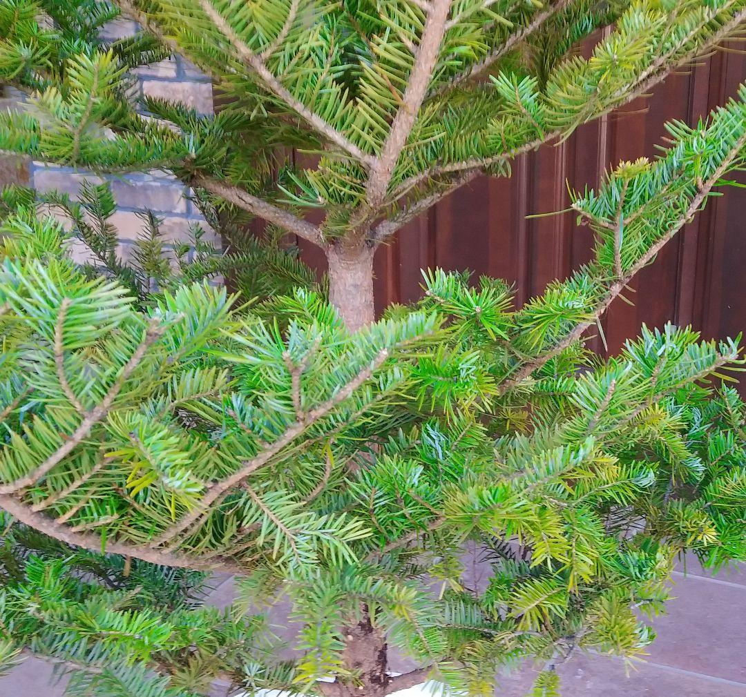 もみの木 モミの木 苗木 大型175cm❗整った樹形❗クリスマスツリー 鉢植済