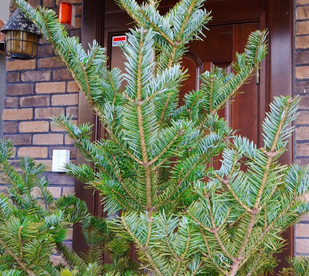 もみの木 モミの木 苗木 大型175cm❗整った樹形❗クリスマスツリー 鉢植済
