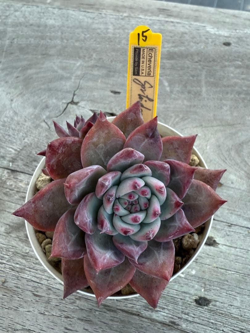 15 希少　SAMリンゼアナNo.6 カリフォルニア輸入　多肉植物