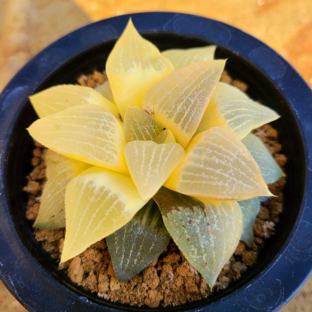 未繁殖 ピクタ銀河実生 黄金ノリ斑 多肉植物 ハオルチア アロエ