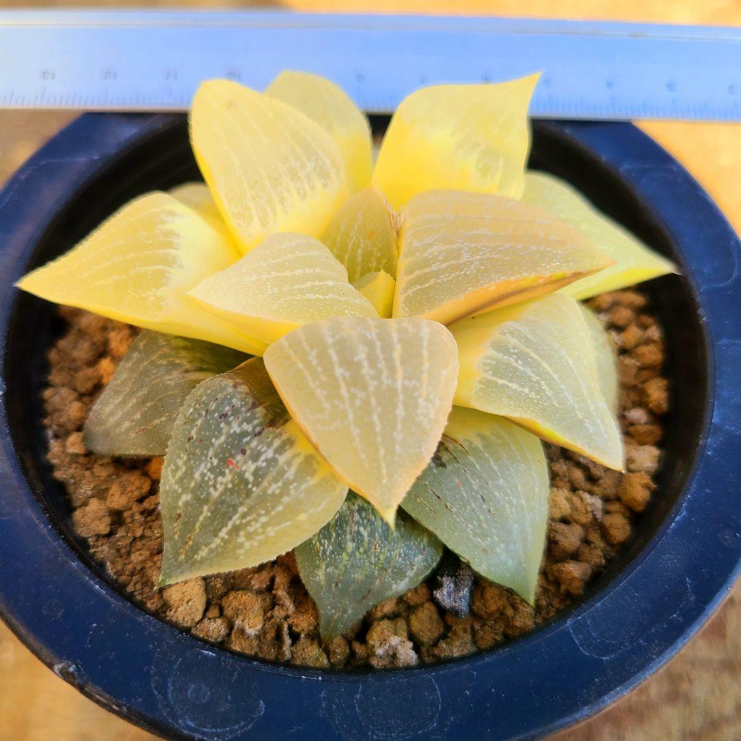 未繁殖 ピクタ銀河実生 黄金ノリ斑 多肉植物 ハオルチア アロエ