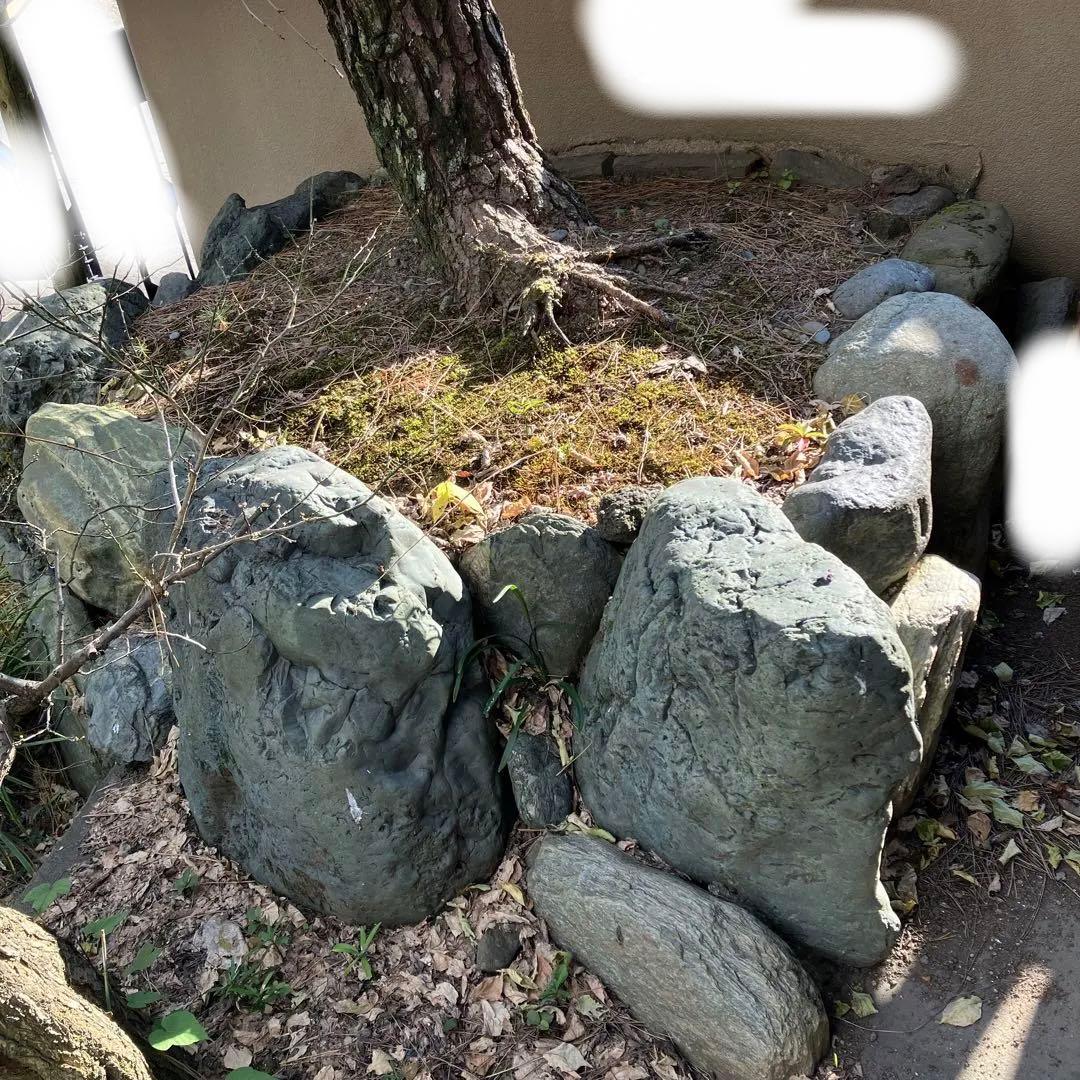 門かぶり　松の木