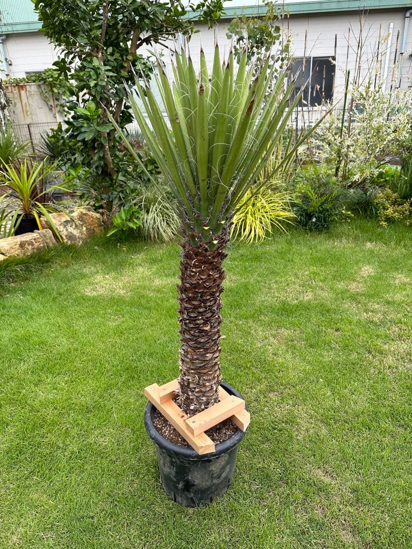 ユッカ　フィリフェラ　発根済　130cm