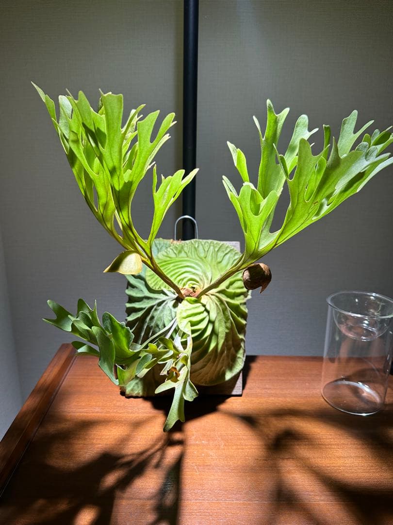 ビカクシダ リドレイ