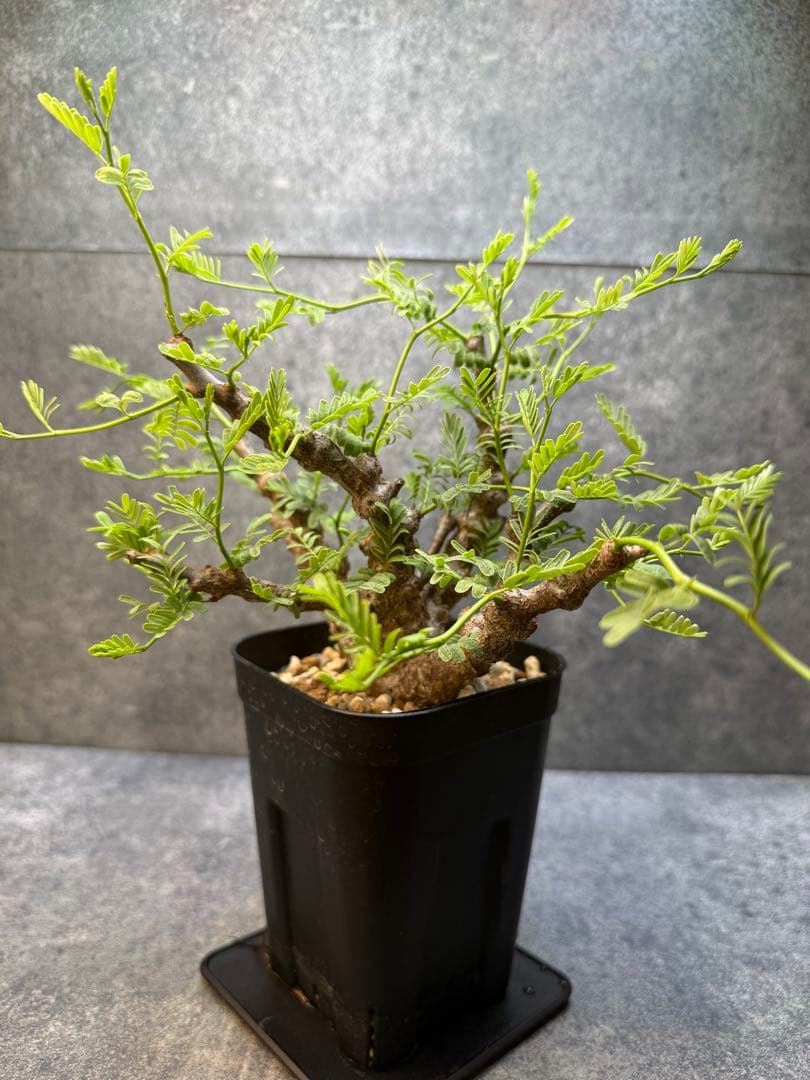 センナ　メリディオナリス　海外実生　発根済み　426