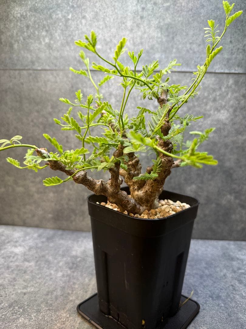 センナ　メリディオナリス　海外実生　発根済み　426