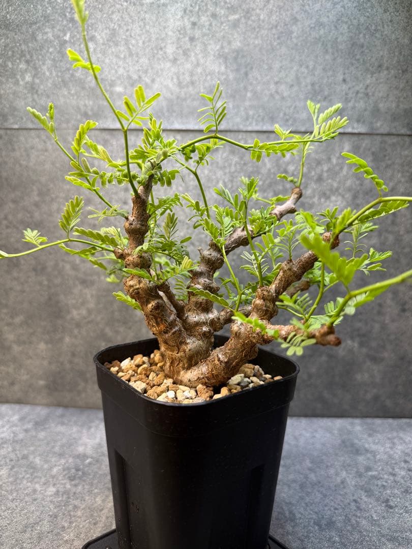 センナ　メリディオナリス　海外実生　発根済み　426