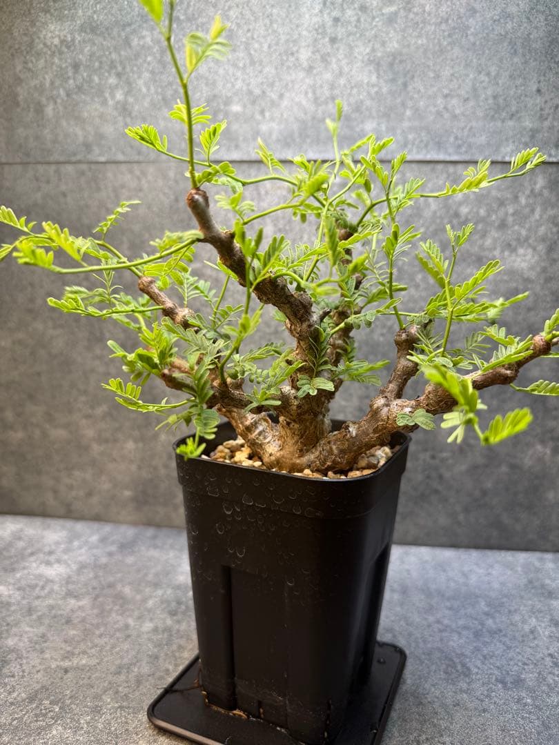 センナ　メリディオナリス　海外実生　発根済み　426