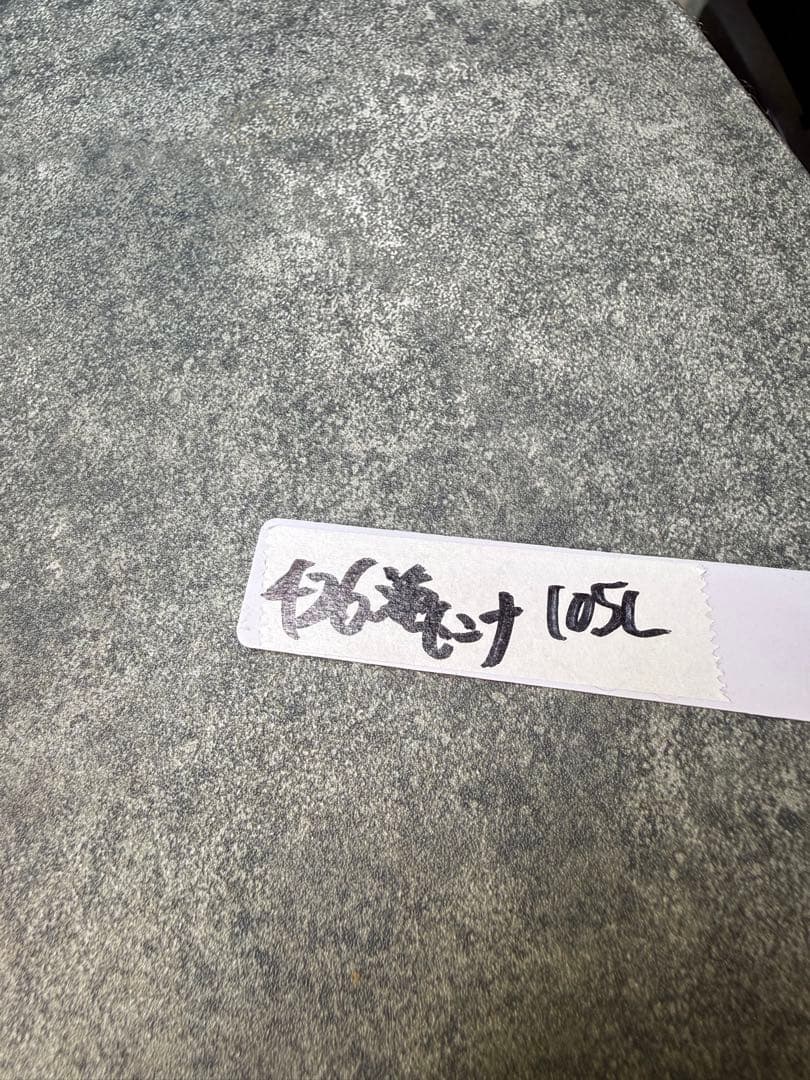 センナ　メリディオナリス　海外実生　発根済み　426